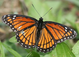Viceroy